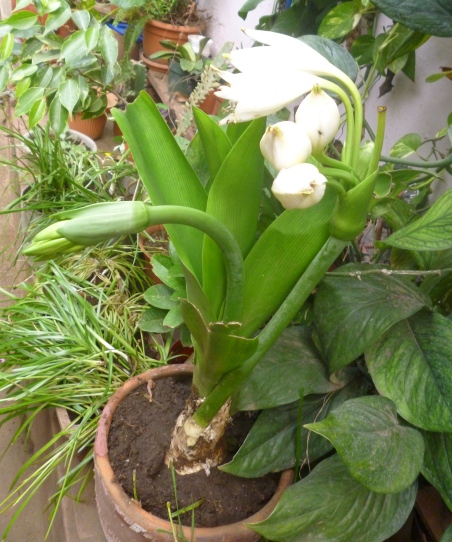 [Foto de planta, jardin, jardineria]