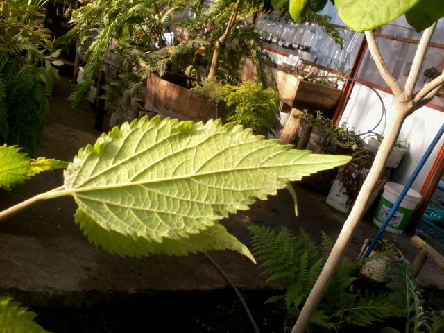 [Foto de planta, jardin, jardineria]