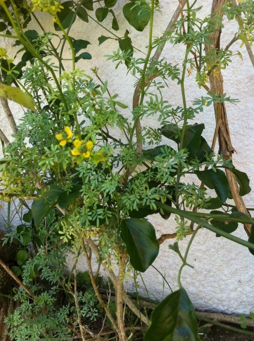 [Foto de planta, jardin, jardineria]