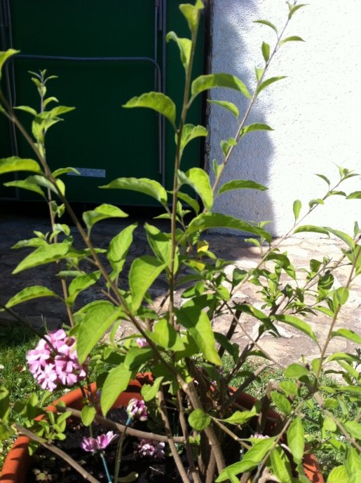 [Foto de planta, jardin, jardineria]