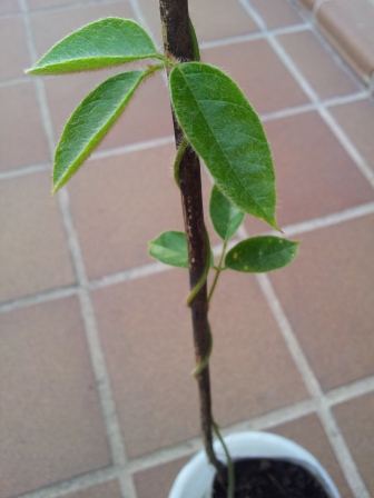 [Foto de planta, jardin, jardineria]