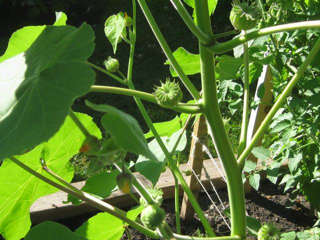 [Foto de planta, jardin, jardineria]