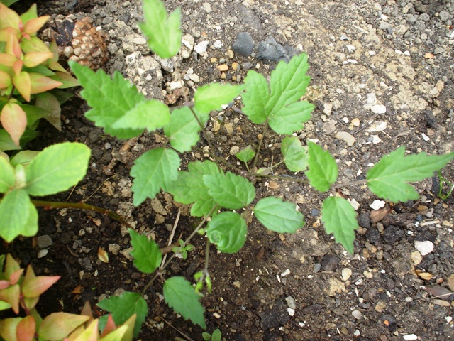 [Foto de planta, jardin, jardineria]