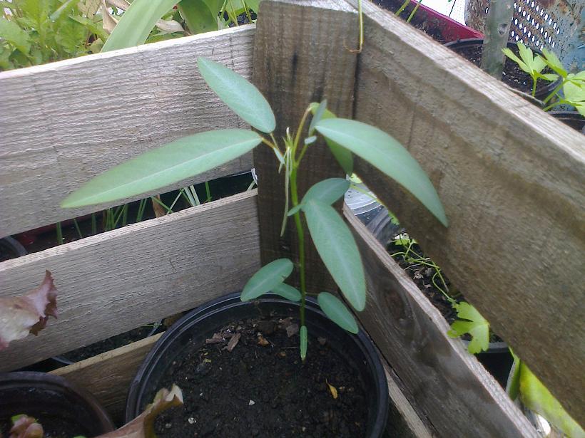 [Foto de planta, jardin, jardineria]