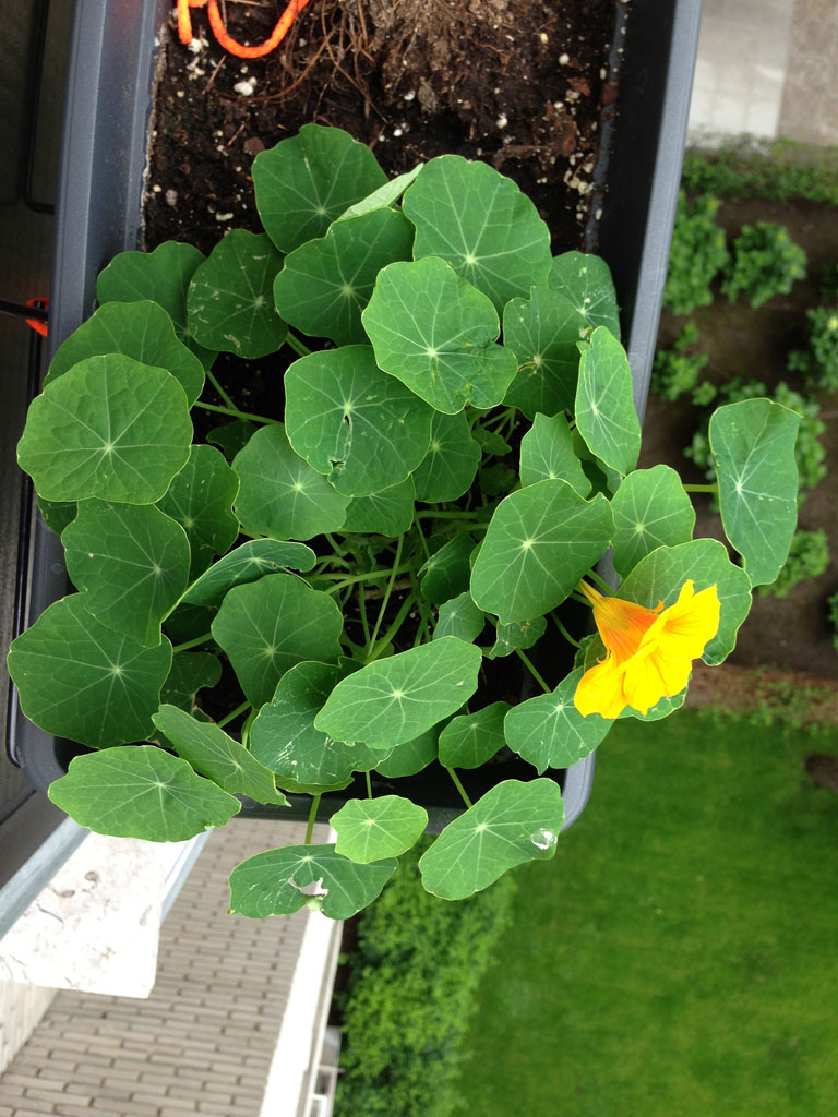 [Foto de planta, jardin, jardineria]