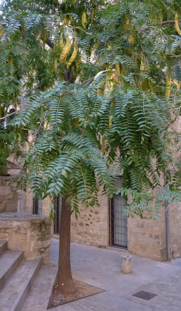 [Foto de planta, jardin, jardineria]