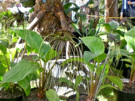 [Foto de planta, jardin, jardineria]