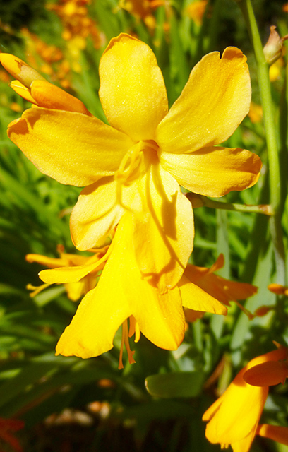 [Foto de planta, jardin, jardineria]