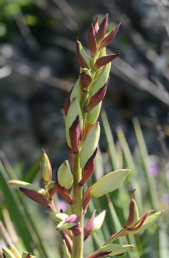 [Foto de planta, jardin, jardineria]