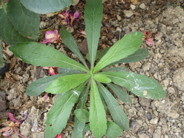 [Foto de planta, jardin, jardineria]