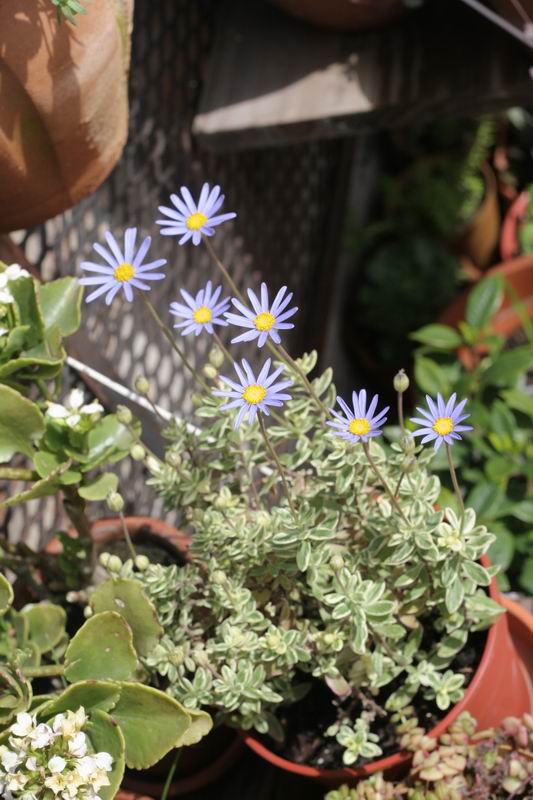 [Foto de planta, jardin, jardineria]