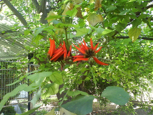 [Foto de planta, jardin, jardineria]