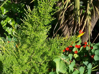 [Foto de planta, jardin, jardineria]