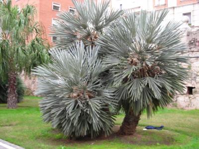 [Foto de planta, jardin, jardineria]