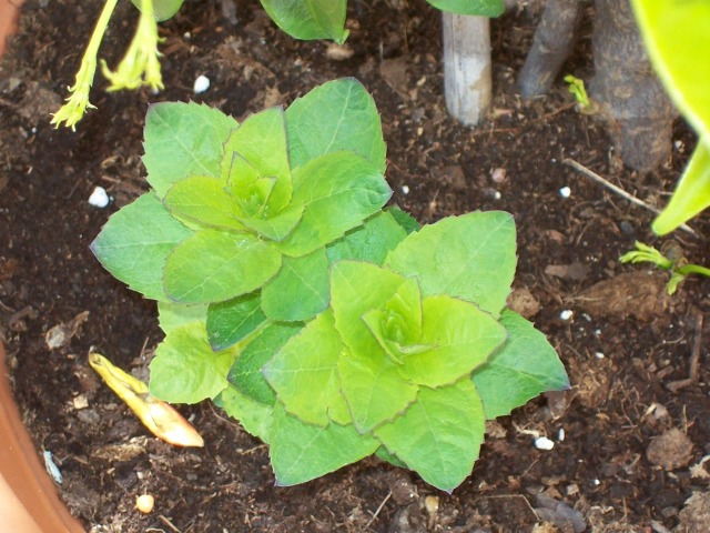 [Foto de planta, jardin, jardineria]