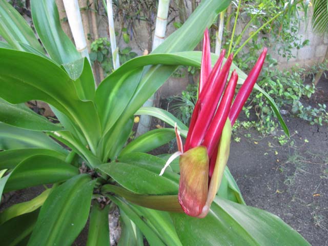 [Foto de planta, jardin, jardineria]