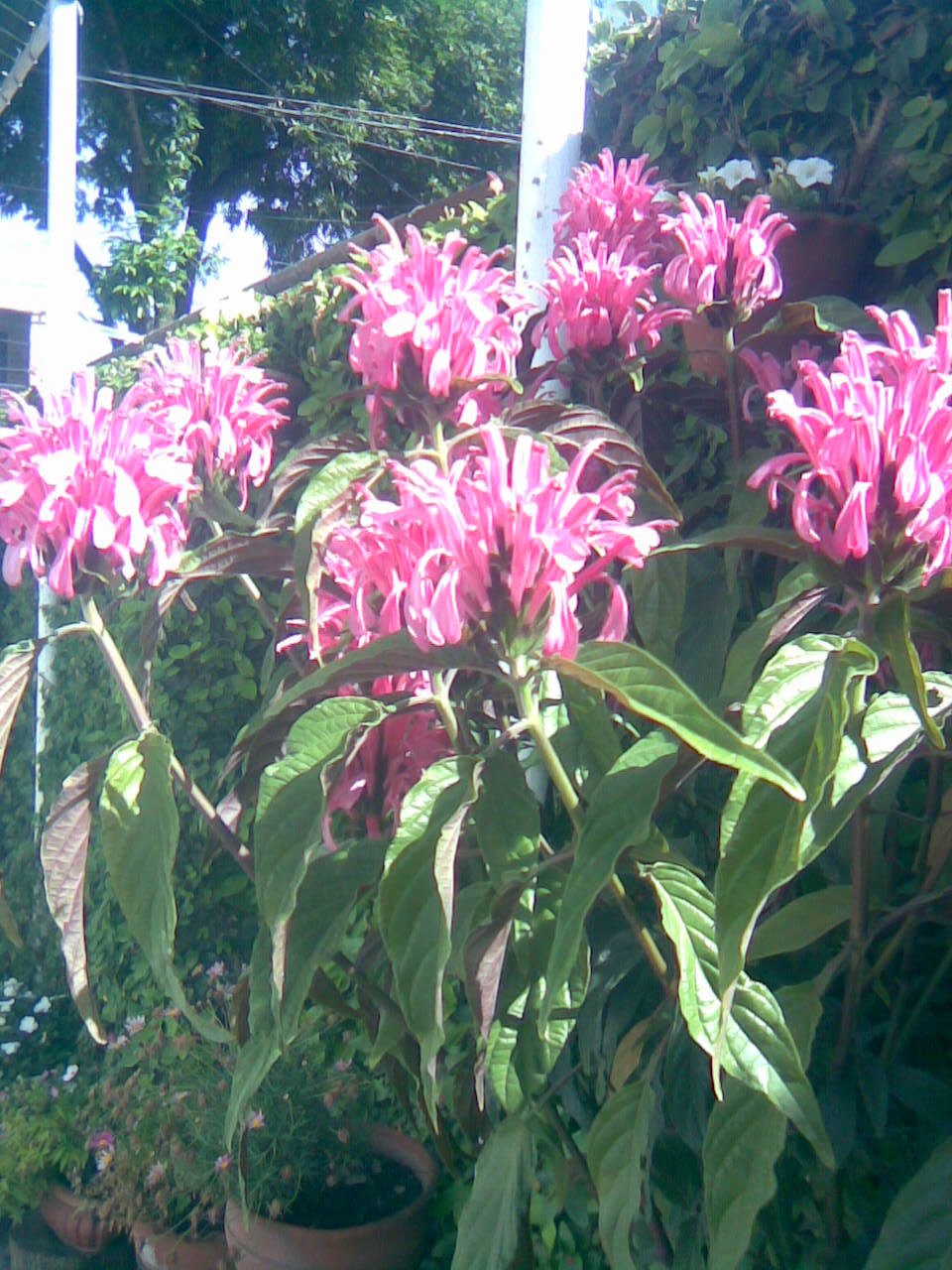 [Foto de planta, jardin, jardineria]