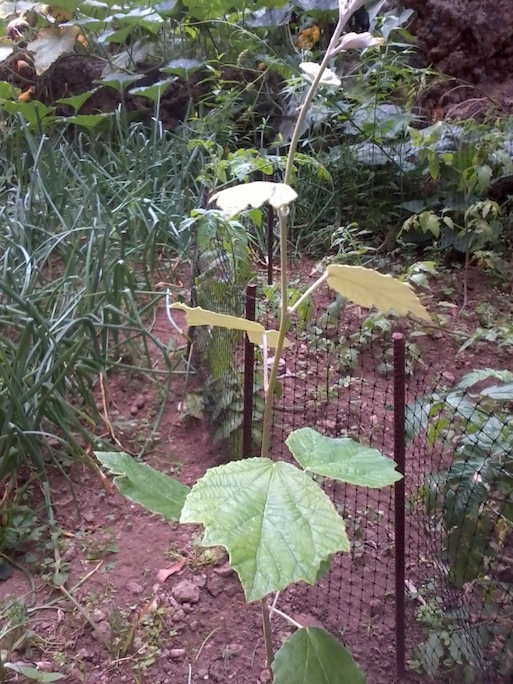 [Foto de planta, jardin, jardineria]