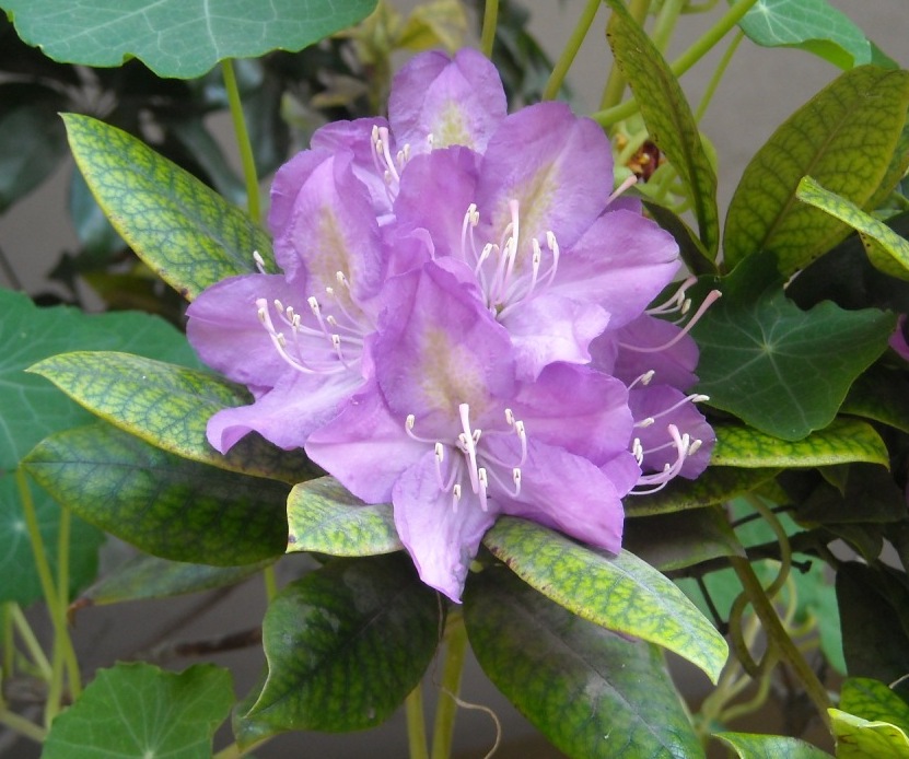 [Foto de planta, jardin, jardineria]