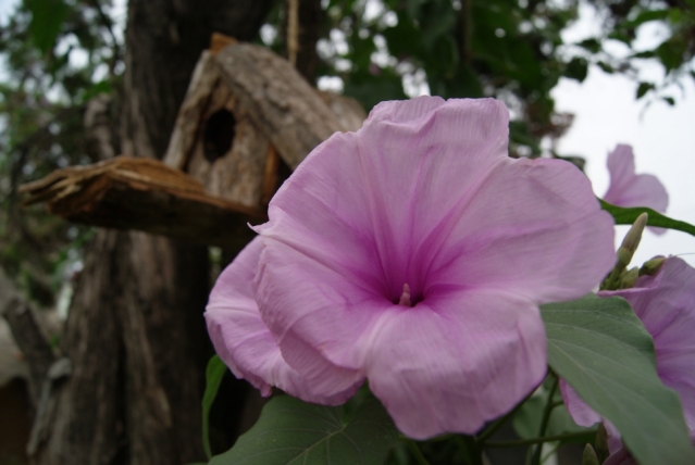 [Foto de planta, jardin, jardineria]