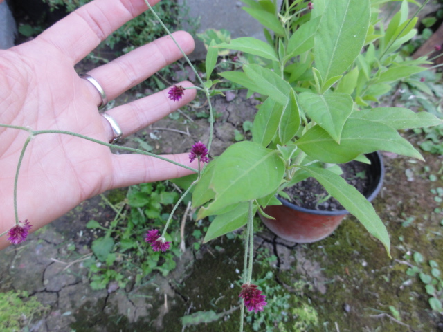 [Foto de planta, jardin, jardineria]