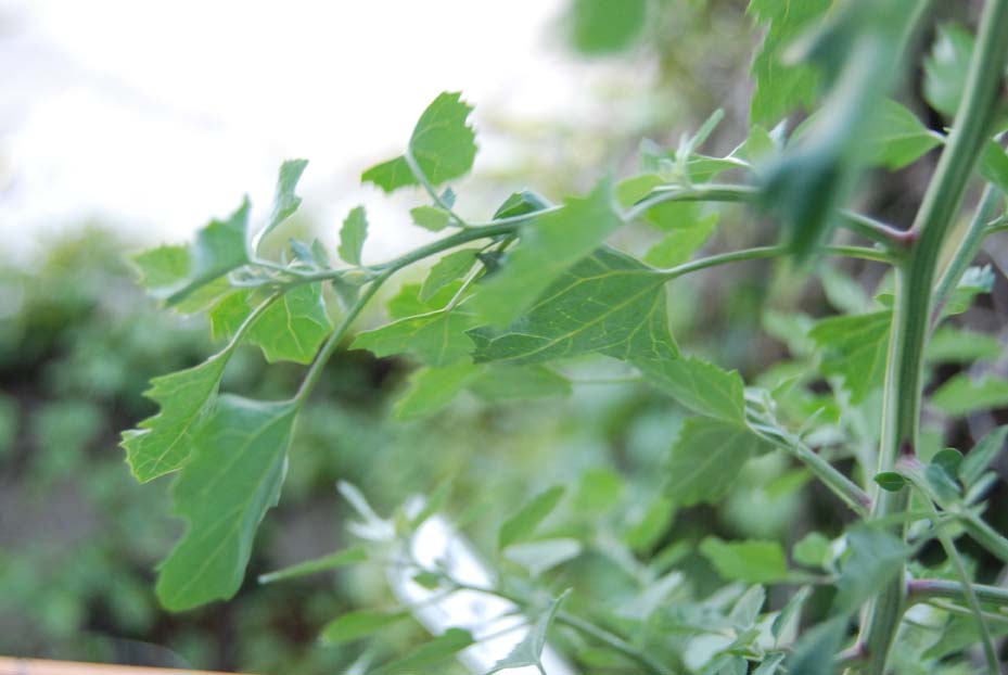 [Foto de planta, jardin, jardineria]