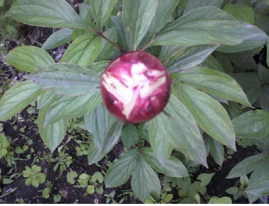 [Foto de planta, jardin, jardineria]