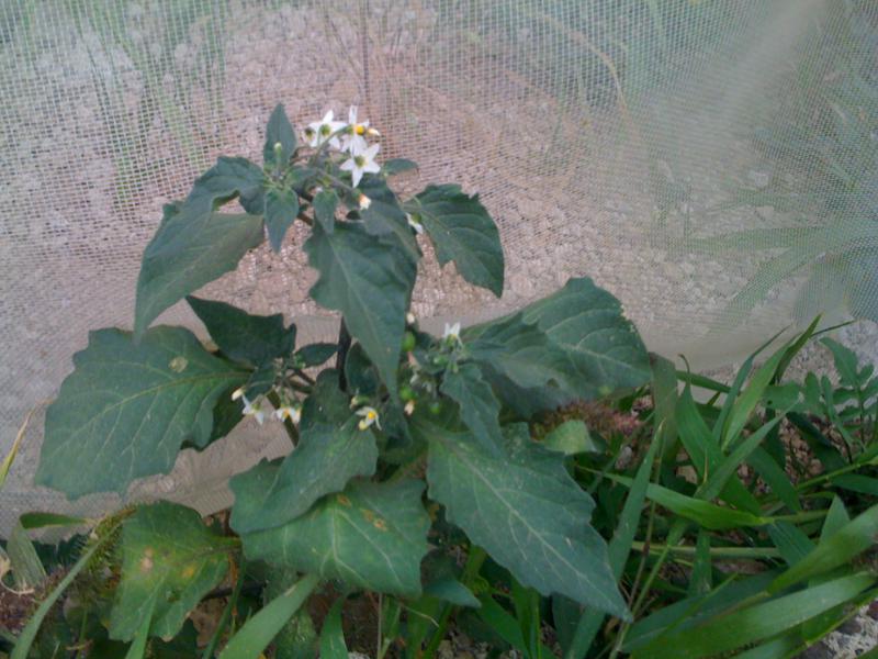 [Foto de planta, jardin, jardineria]