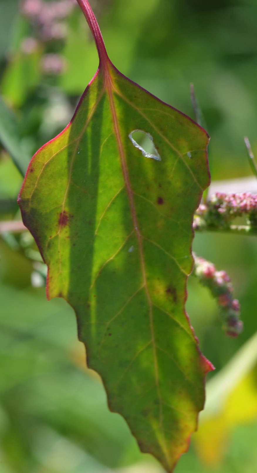 [Foto de planta, jardin, jardineria]