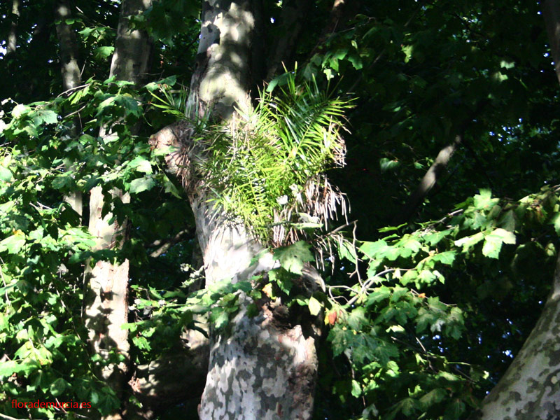 [Foto de planta, jardin, jardineria]