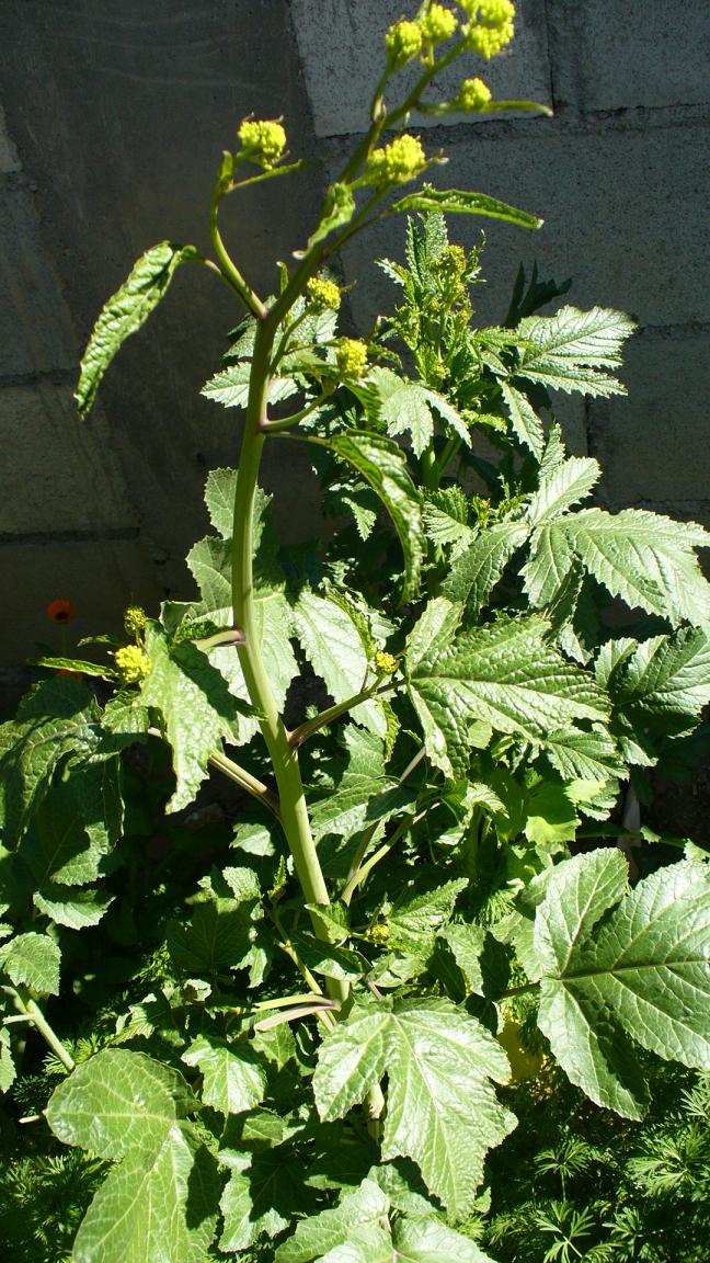 [Foto de planta, jardin, jardineria]