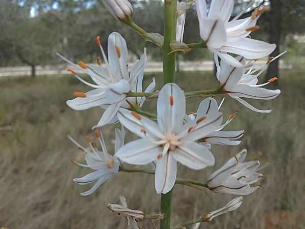 Plantas de Valencia