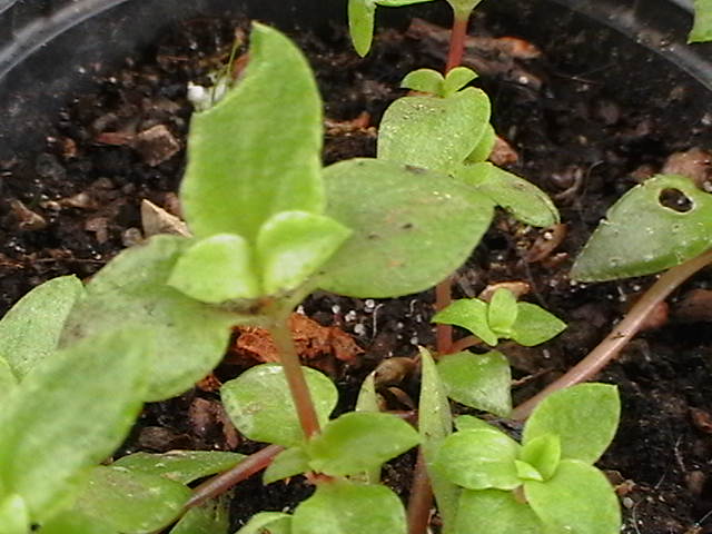 [Foto de planta, jardin, jardineria]