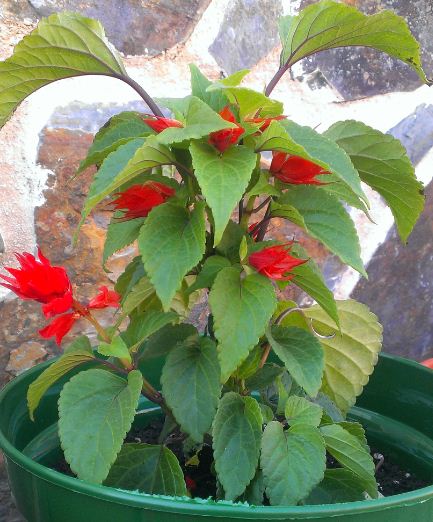 [Foto de planta, jardin, jardineria]