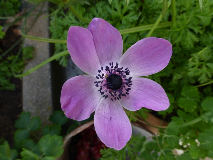 [Foto de planta, jardin, jardineria]