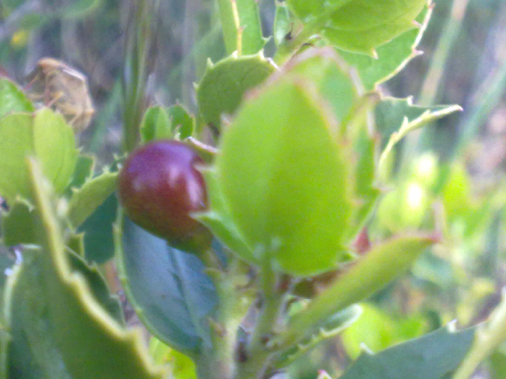 [Foto de planta, jardin, jardineria]