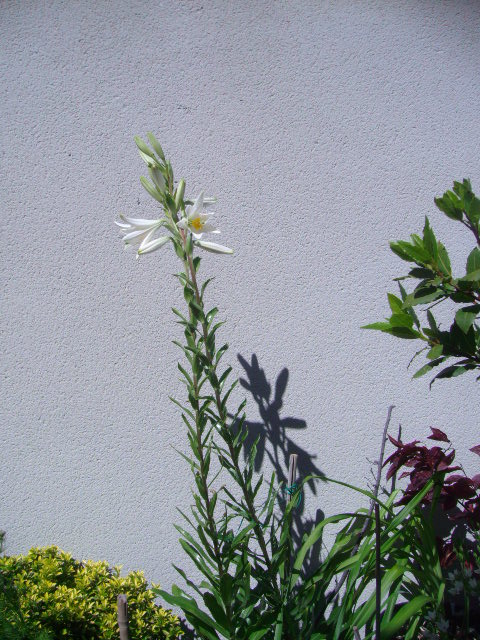 [Foto de planta, jardin, jardineria]