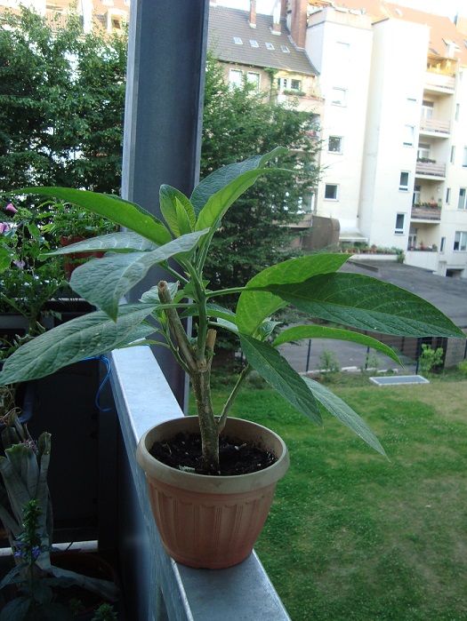 [Foto de planta, jardin, jardineria]