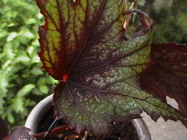 [Foto de planta, jardin, jardineria]