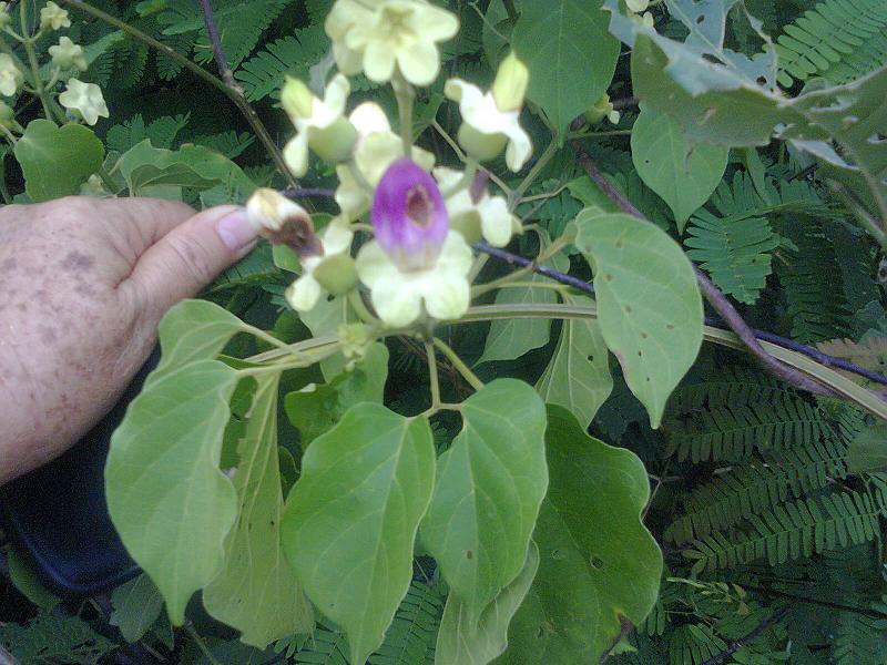 [Foto de planta, jardin, jardineria]