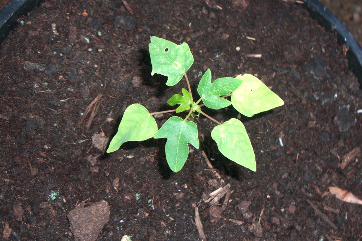 [Foto de planta, jardin, jardineria]