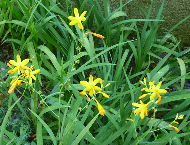 [Foto de planta, jardin, jardineria]