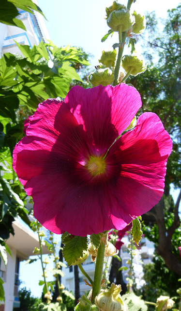 [Foto de planta, jardin, jardineria]