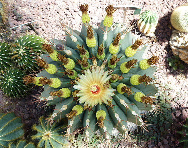 [Foto de planta, jardin, jardineria]