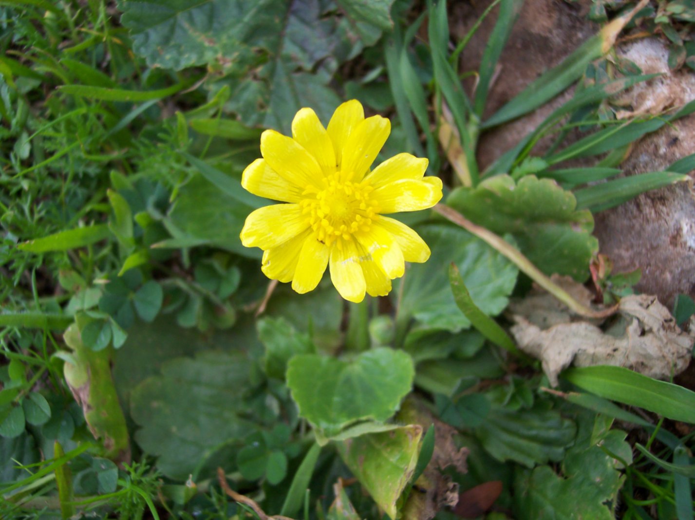 [Foto de planta, jardin, jardineria]