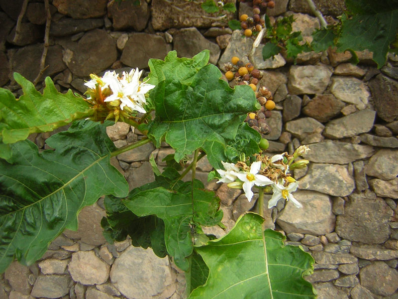 [Foto de planta, jardin, jardineria]