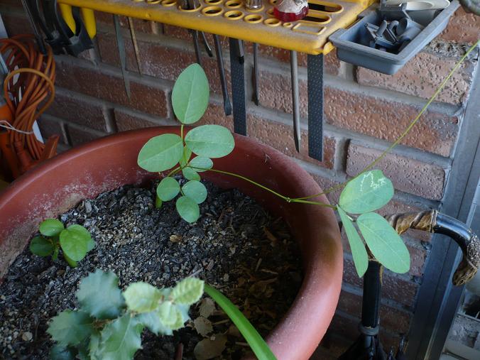 [Foto de planta, jardin, jardineria]