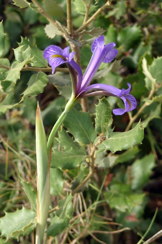 [Foto de planta, jardin, jardineria]