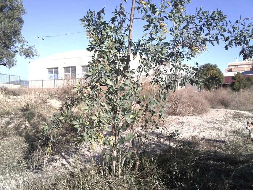 [Foto de planta, jardin, jardineria]