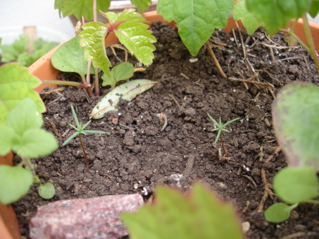 [Foto de planta, jardin, jardineria]